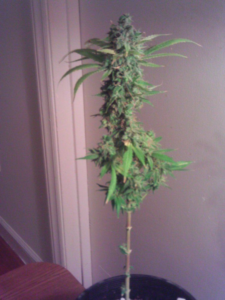 BlueDream
