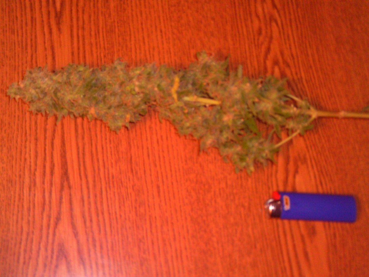 BlueDream10weeks