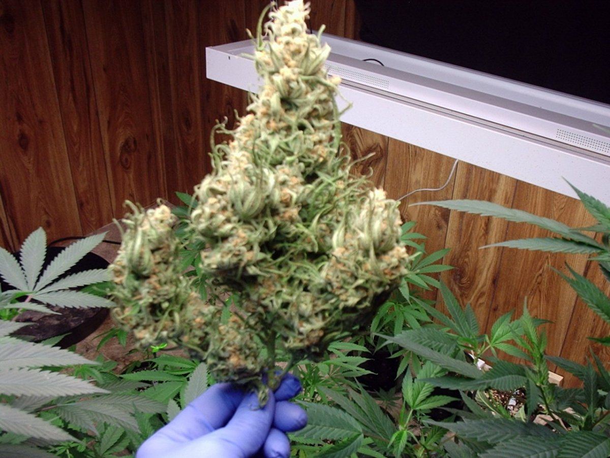 BlueDream21October2014A02
