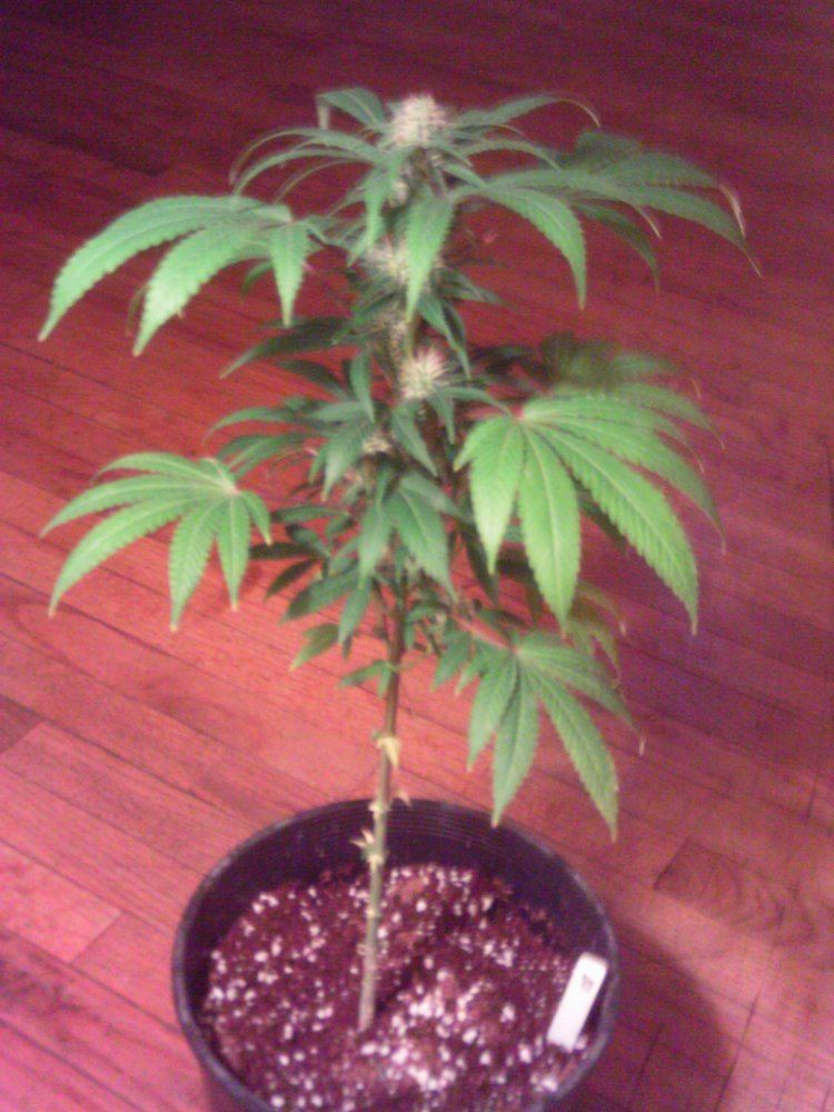 BlueDream4weeks
