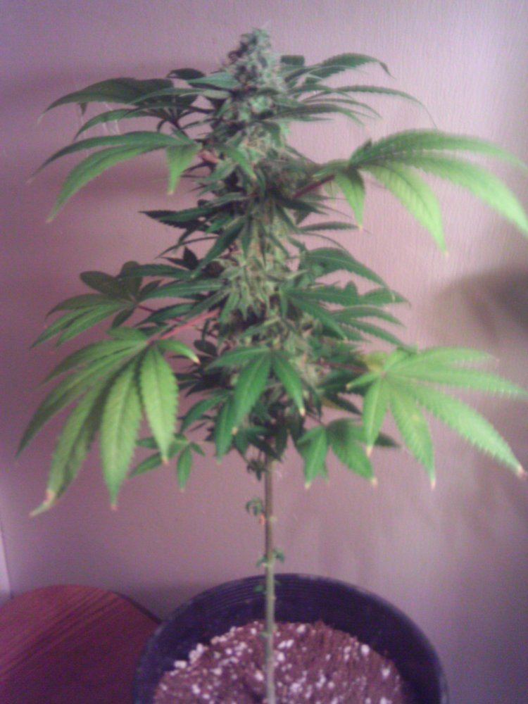 BlueDream6weeks