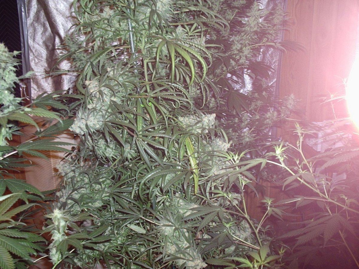 Bluedreamday58ac