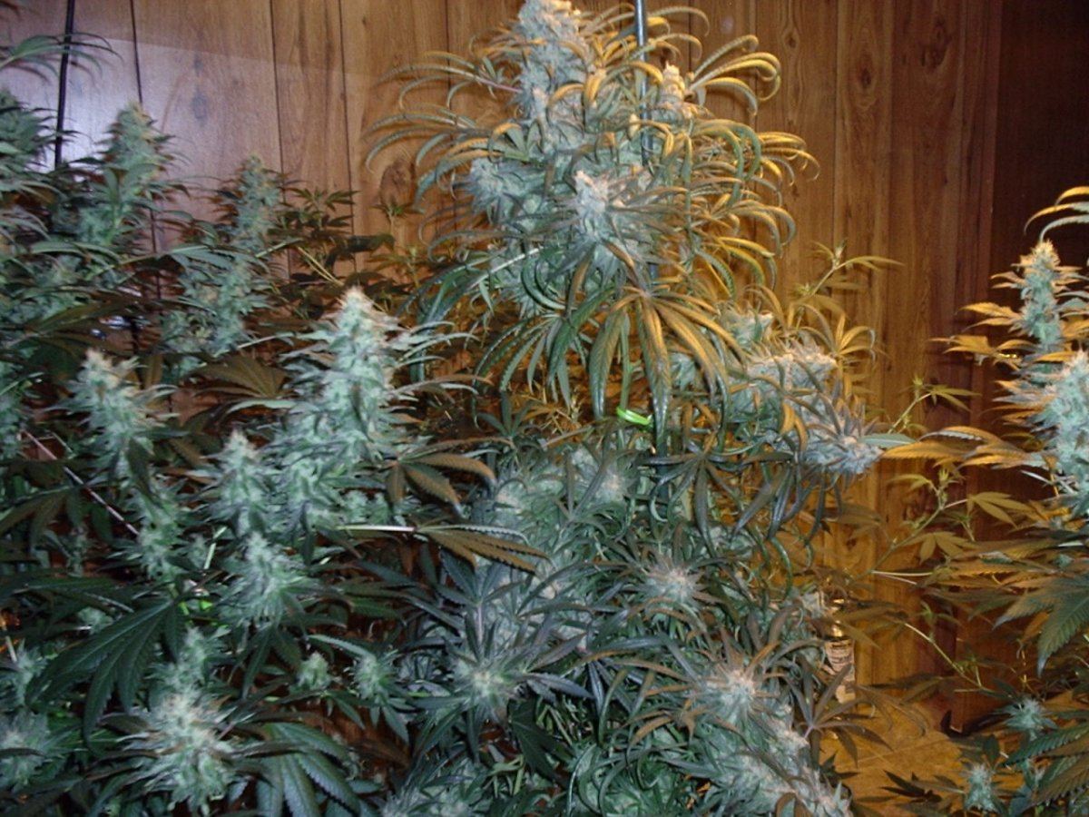 Bluedreamday58ad