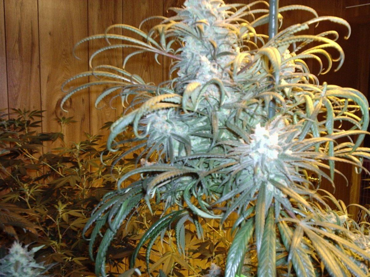 BlueDreamDay58AE