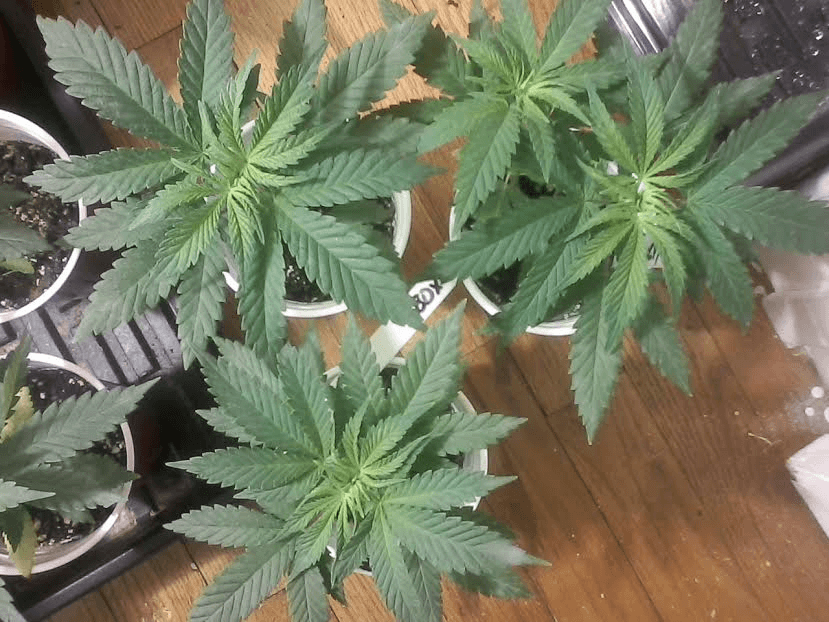 BlueDreamxC991126