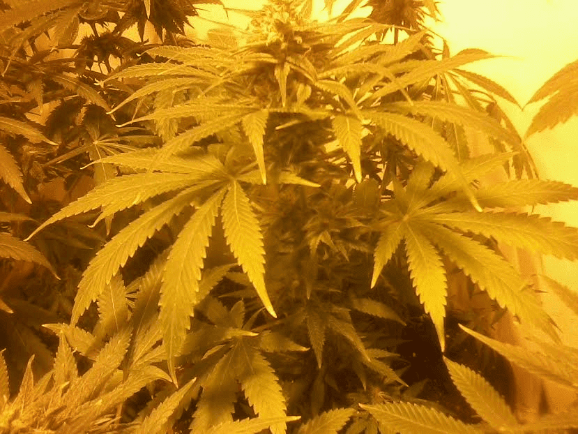 BlueDreamxC991717