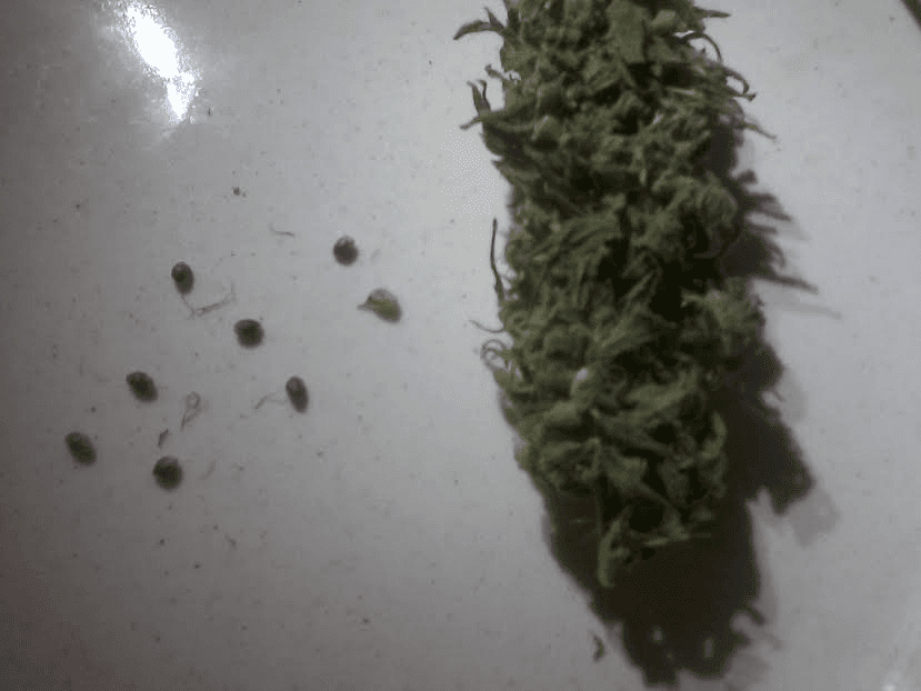 BlueDreamxC9921117