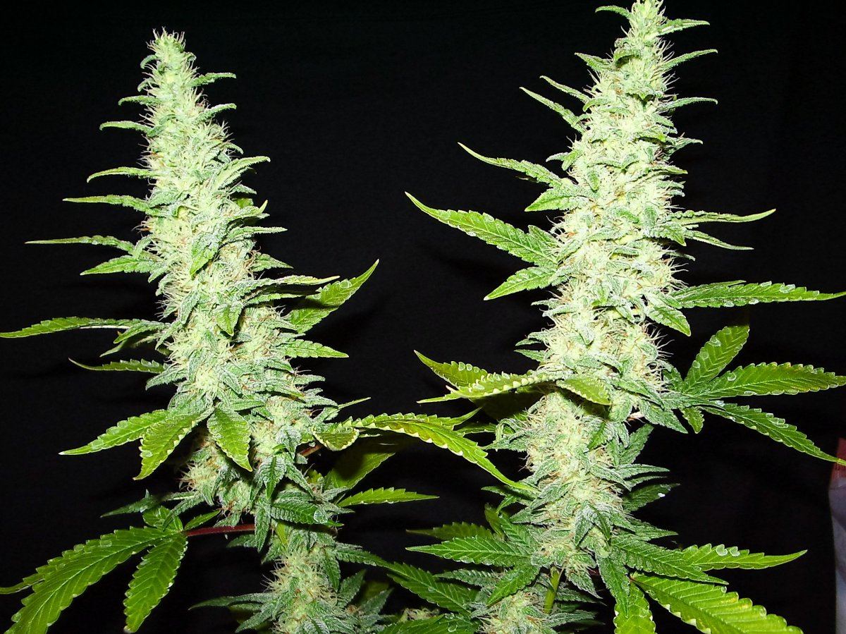 Blueglue  lemon