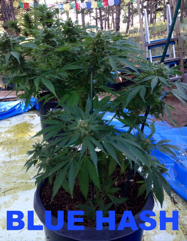 BLUEHASH