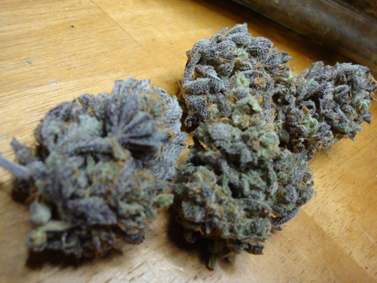 Bluemagoo 003