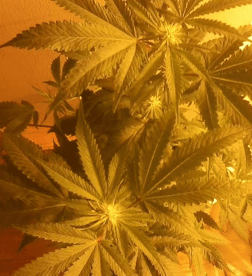 Bluemagoo2weeks61917