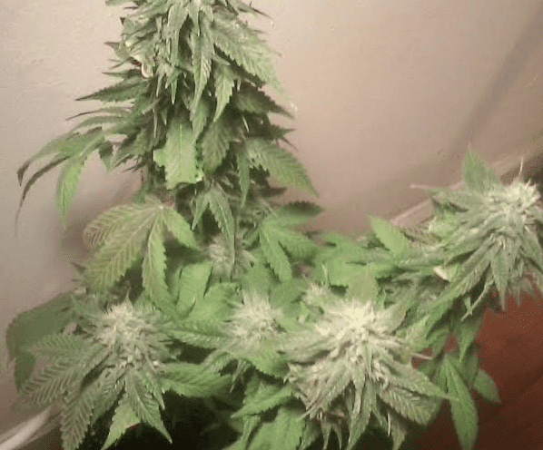 Bluemagoo44days151617