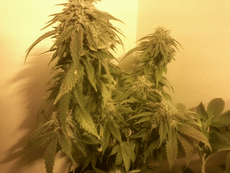 Bluemagoo46days51817