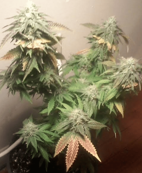 Bluemagoo48days