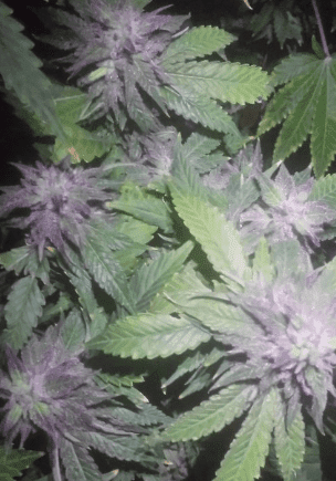 Bluemagoo48days121617
