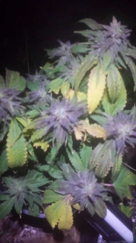 Bluemagoo56days122417