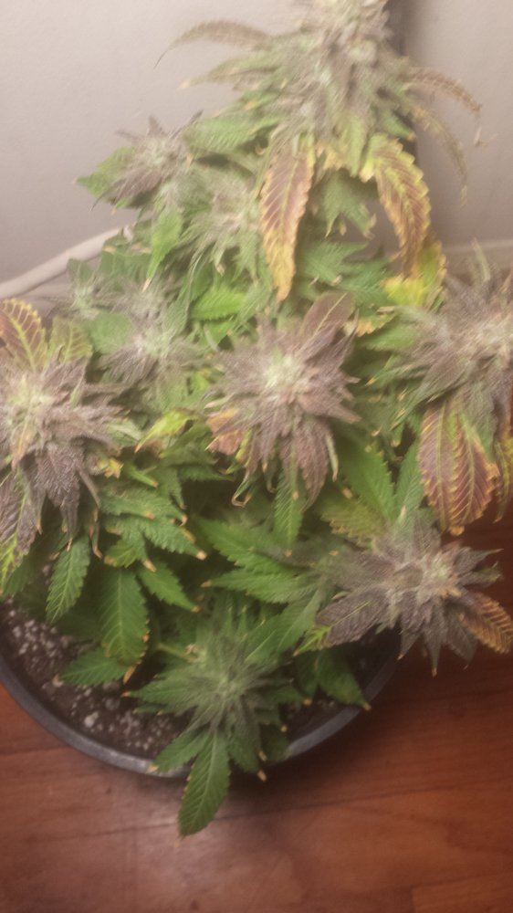 BlueMagoo58dayshithypercherrypie122717