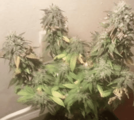Bluemagoo59dayschop63117