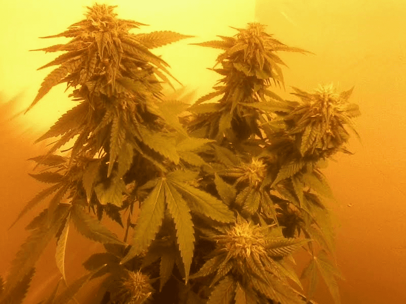 Bluemagoo5weeks
