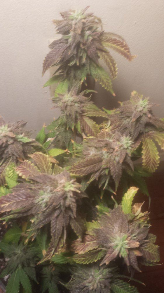 Bluemagoo67dayshithypercherrypie1418