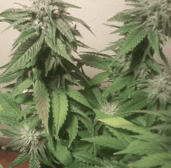 Bluemagoo6wks