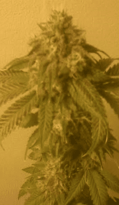 BlueMagoo72717