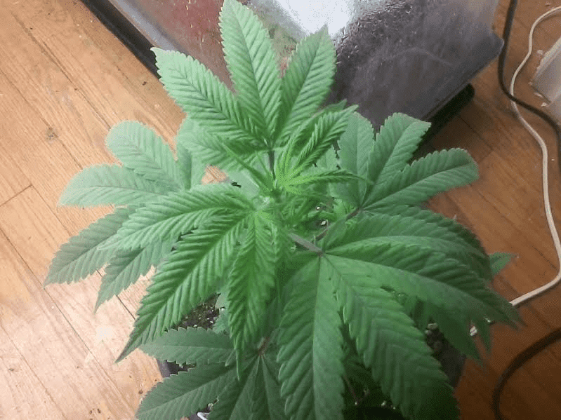 Bluemagooclone51817