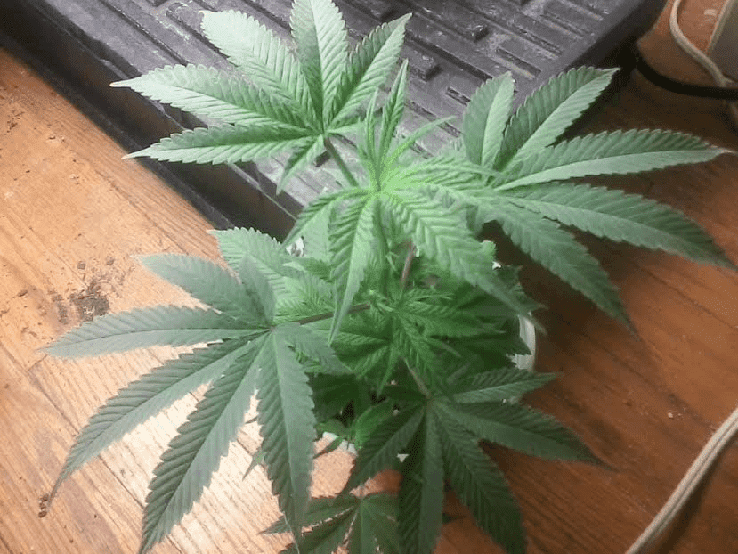 Bluemagooclone5217