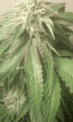 BlueMagoogettinpurp92017