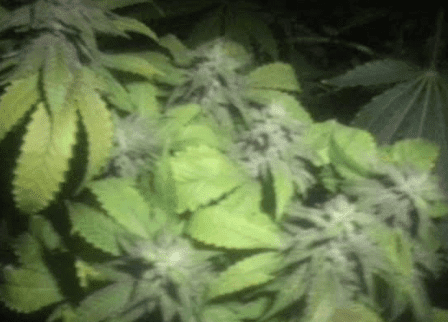 Bluemagoohithypercherrypie43days121217