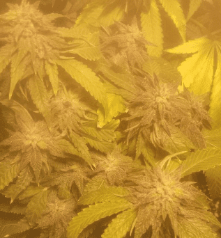 Bluemagoohithypercherrypie44days121217