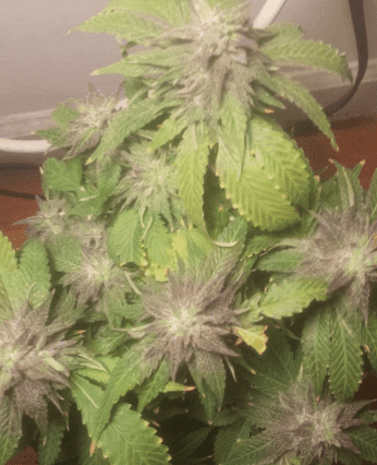 Bluemagoohithypercherrypie53days122117