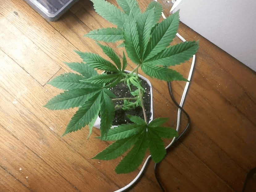 BlueMagoorepot22617