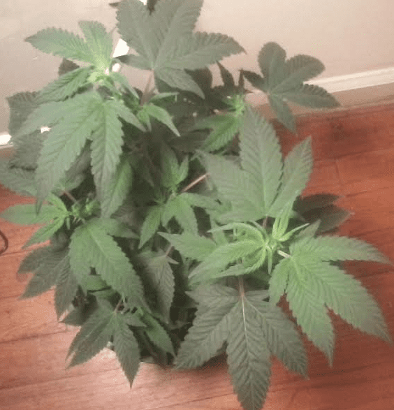 Bluemagooveg