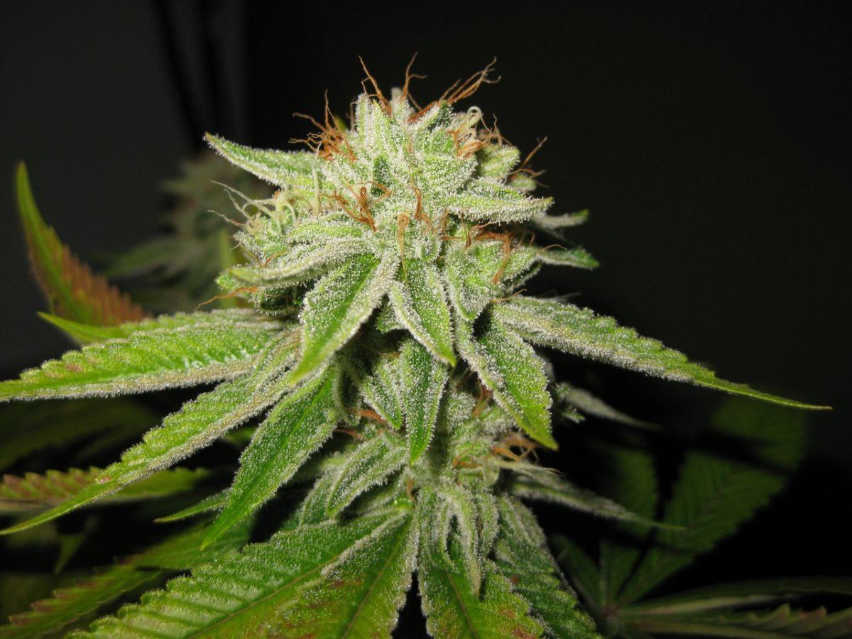 BluePowerMay6 2013