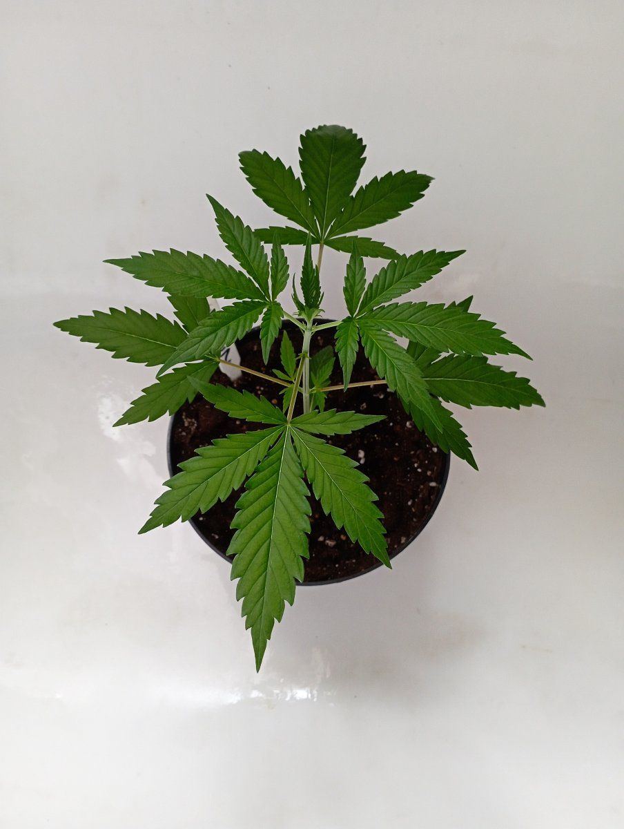 Bluezindoor1