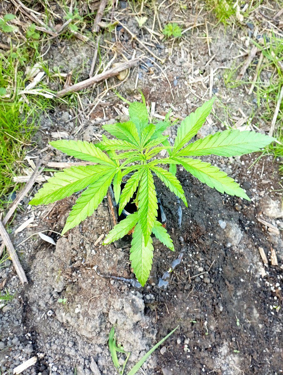 Bluezoutdoor