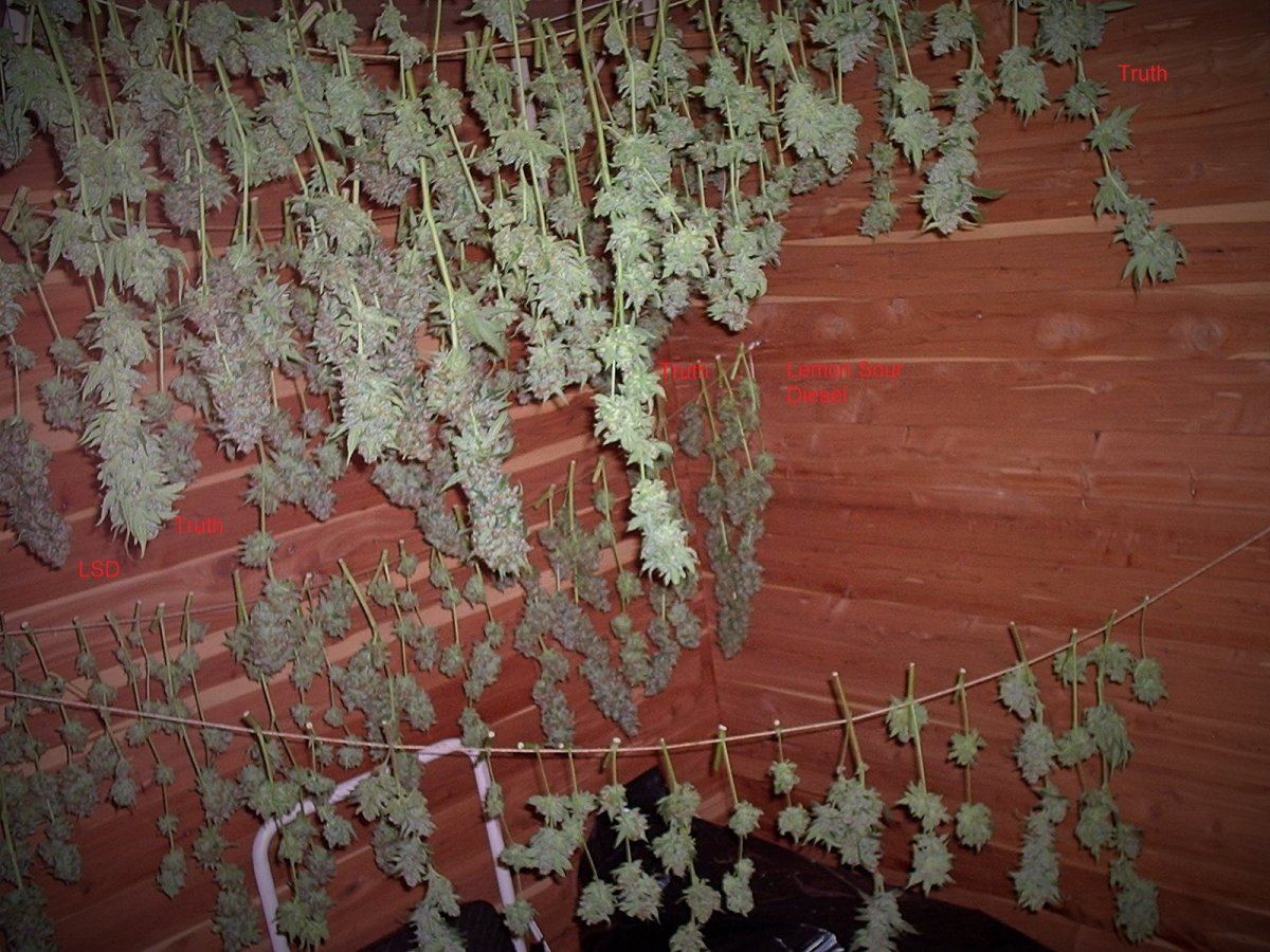 Bluzboy cure room pics after harvest and de fanning