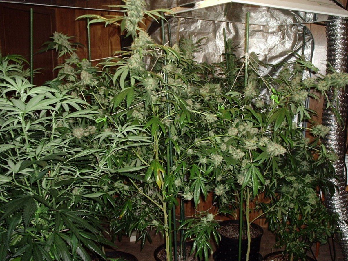 BluzFlowerRoom093014AA