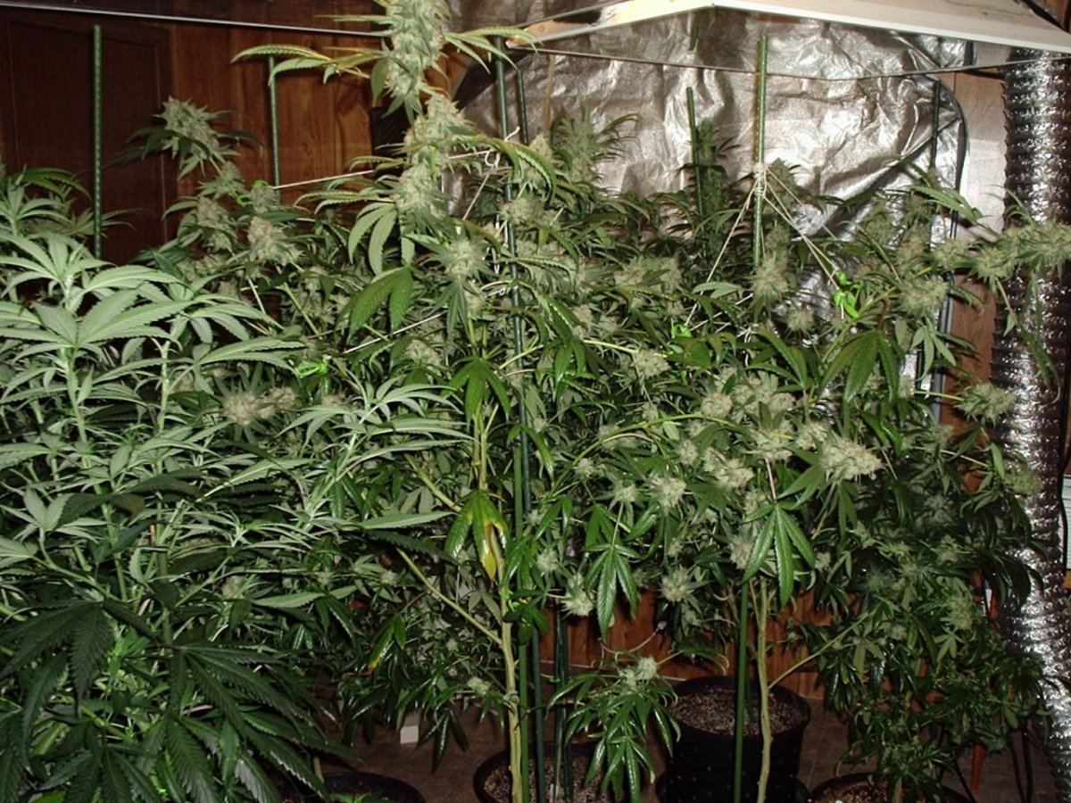 BluzFlowerRoom093014AA