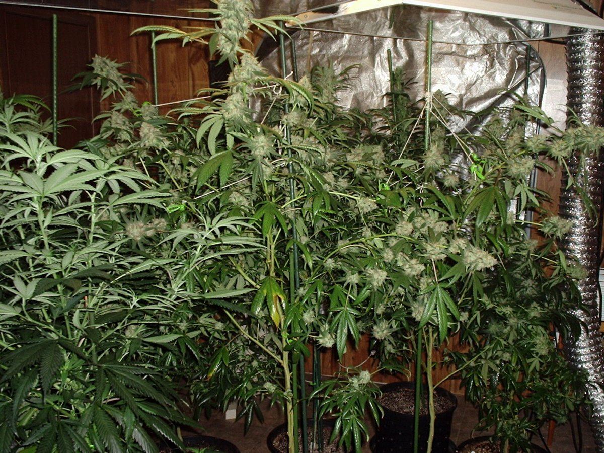 BluzFlowerRoom093014AA