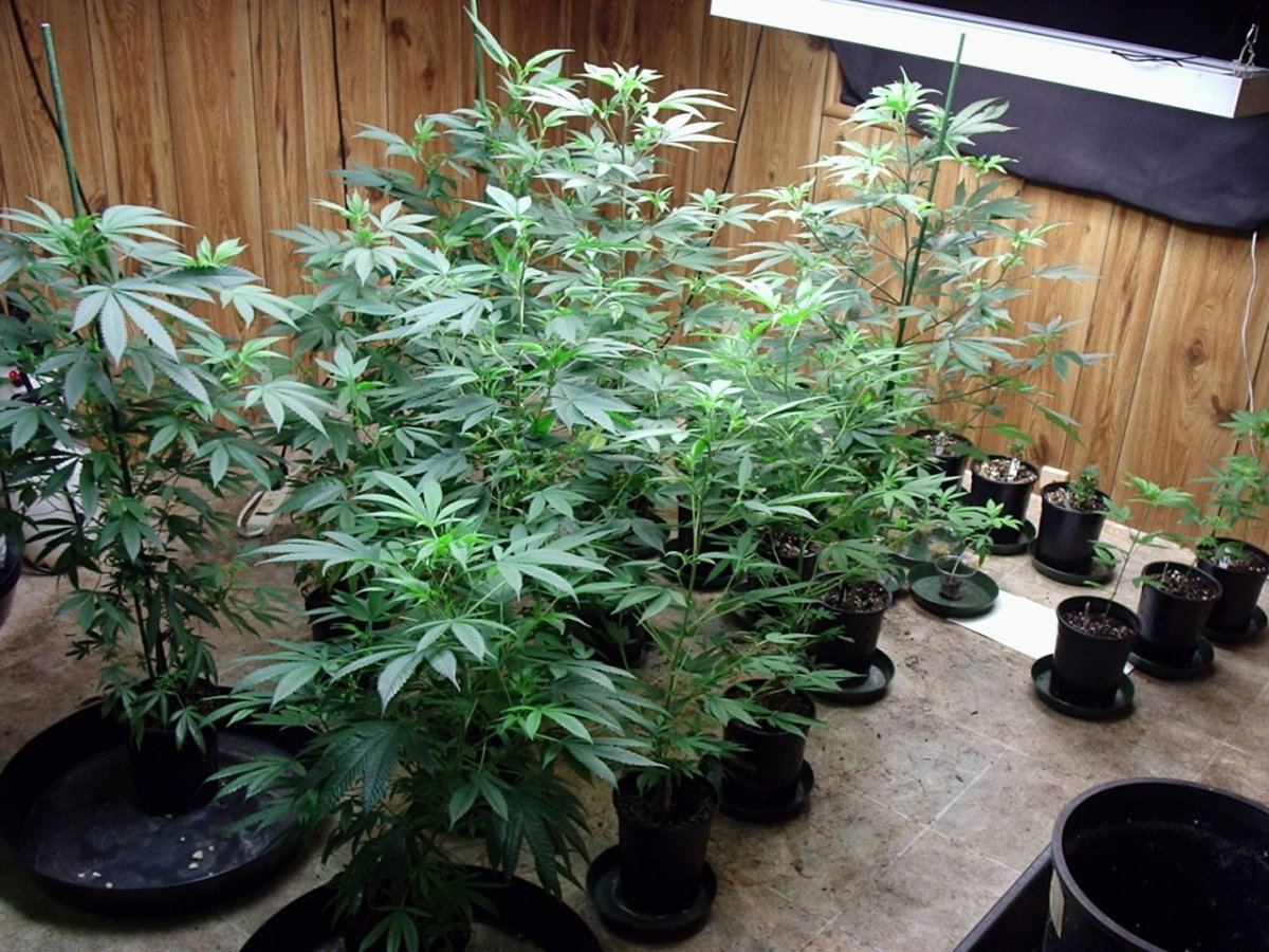 BluzVegGarden01A
