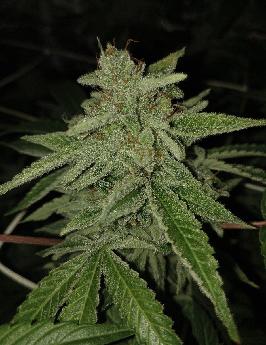 Blweek7