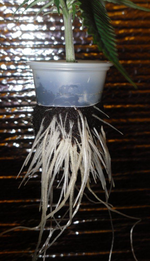 BM A root