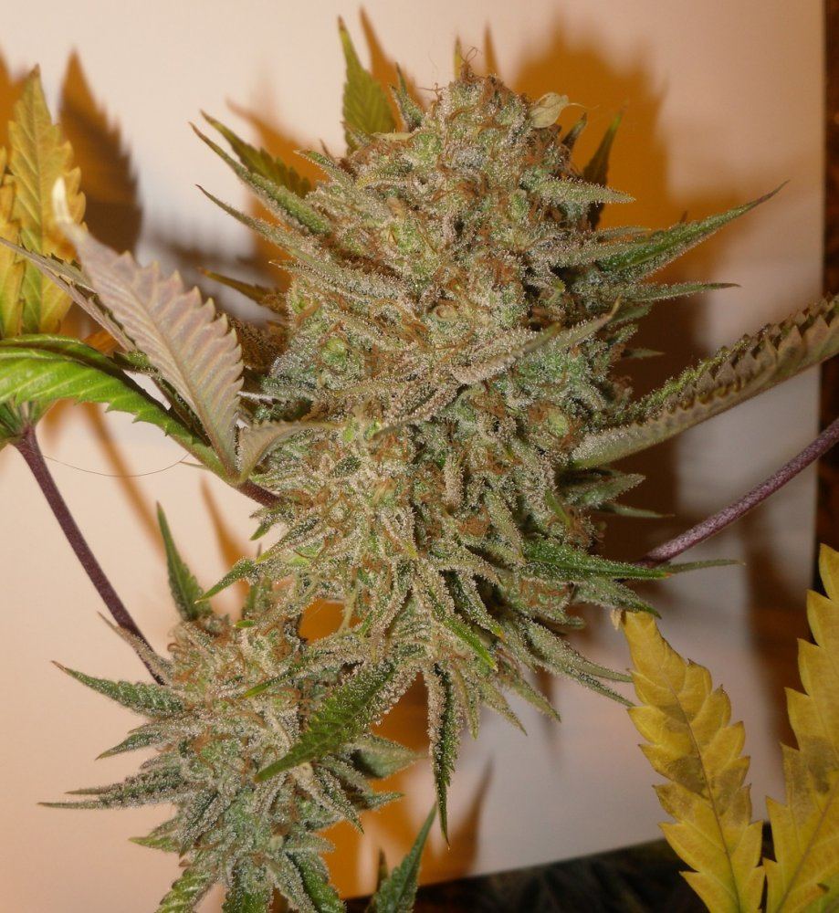 BM E 8wk top