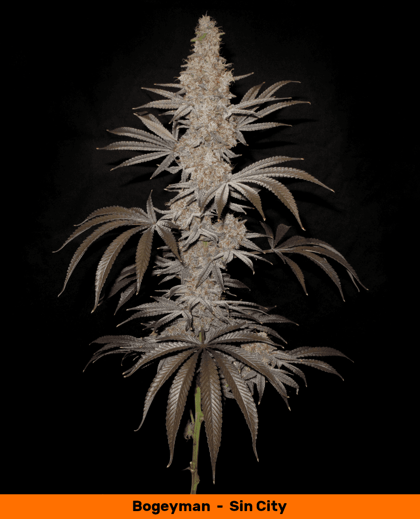 BM cola1 1050   Copy