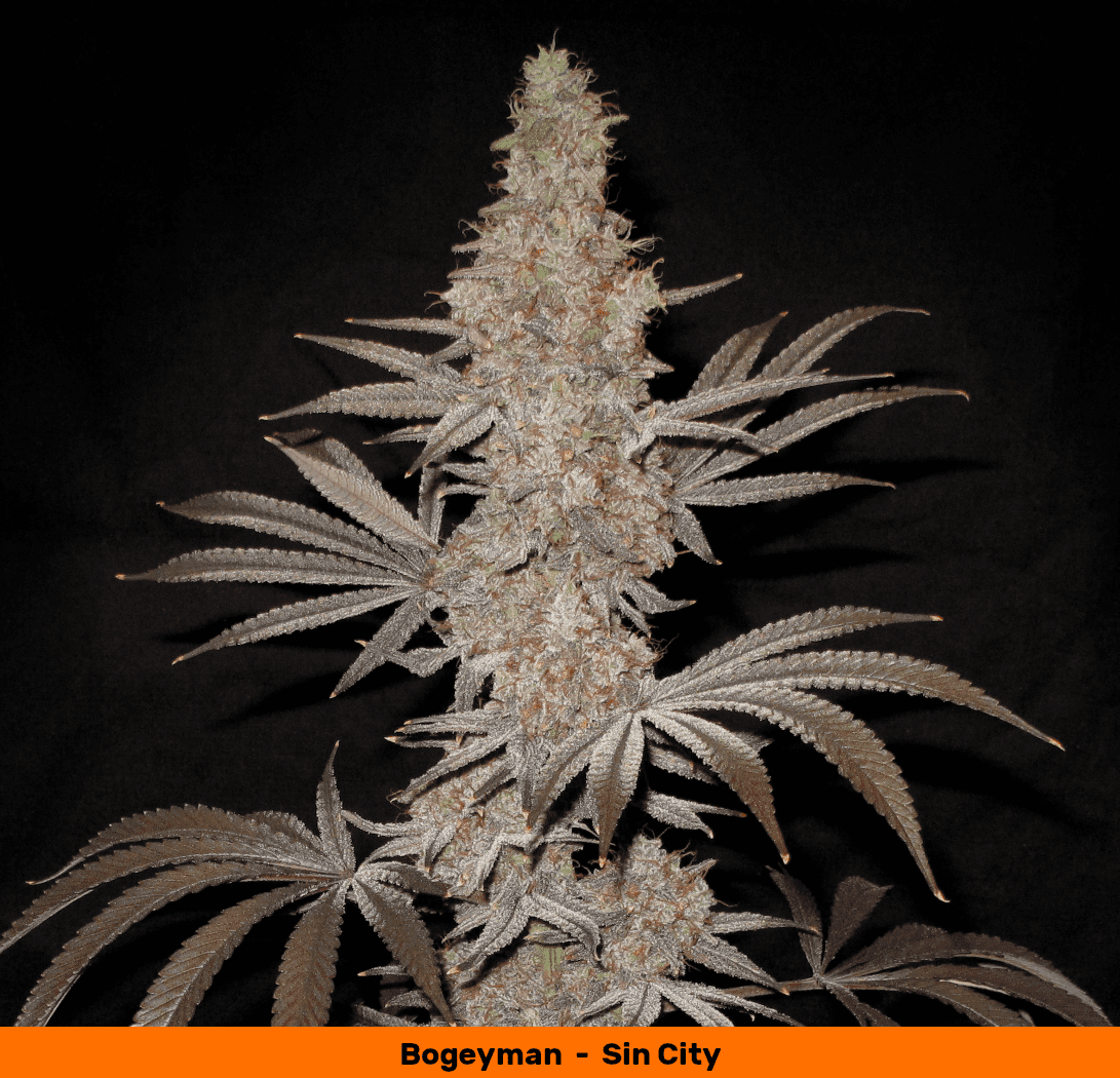 BM cola1 zoom 1050   Copy