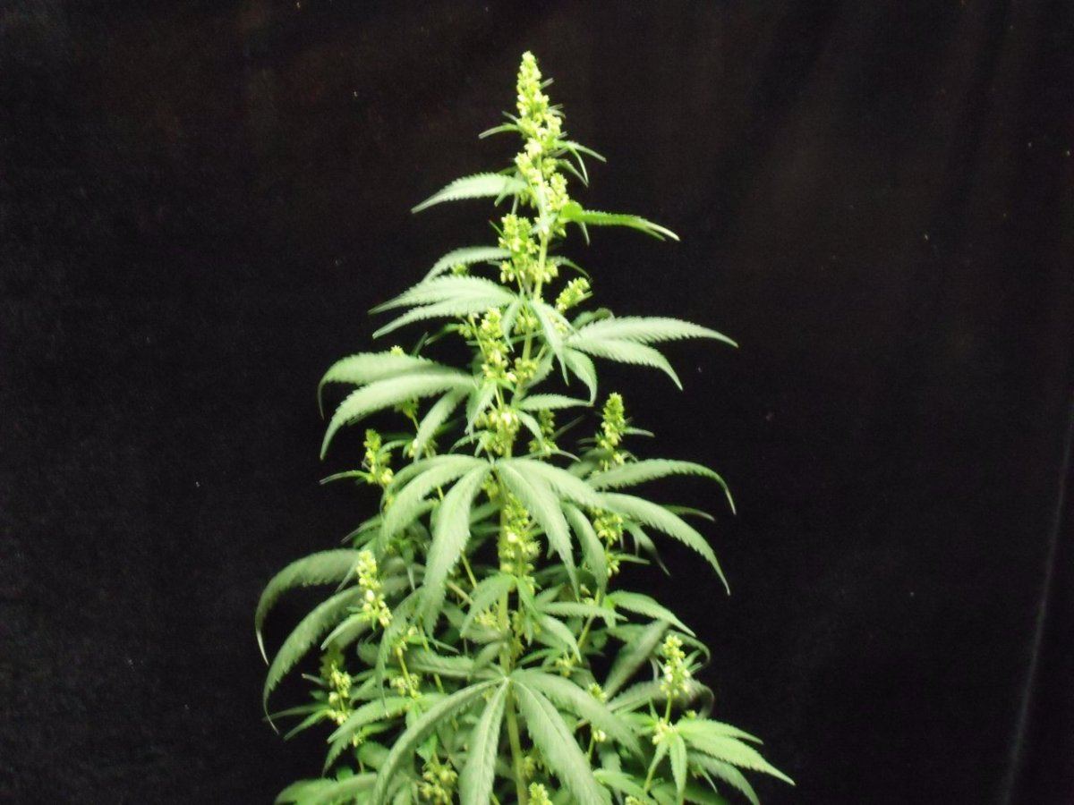 BMB male 001