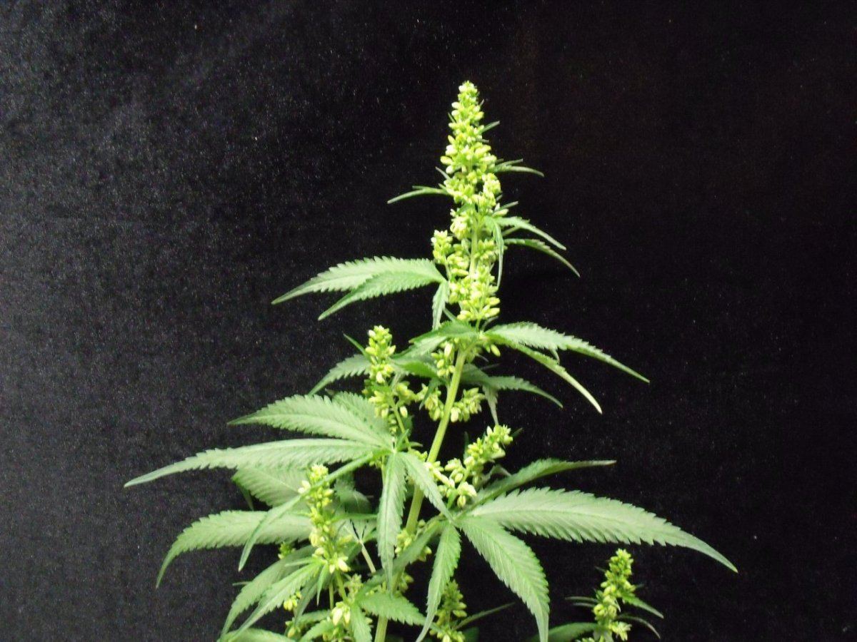 BMB male 002