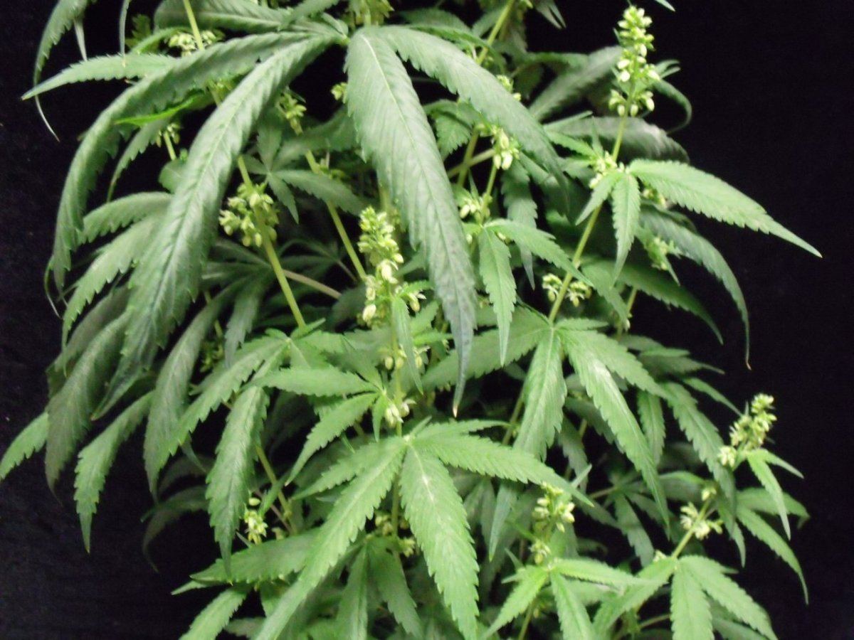 BMB male 004